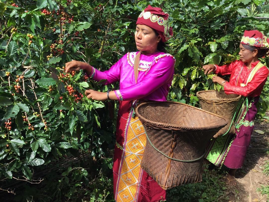 Two women picking coffee berries
