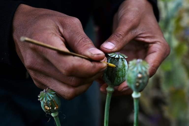 opium image