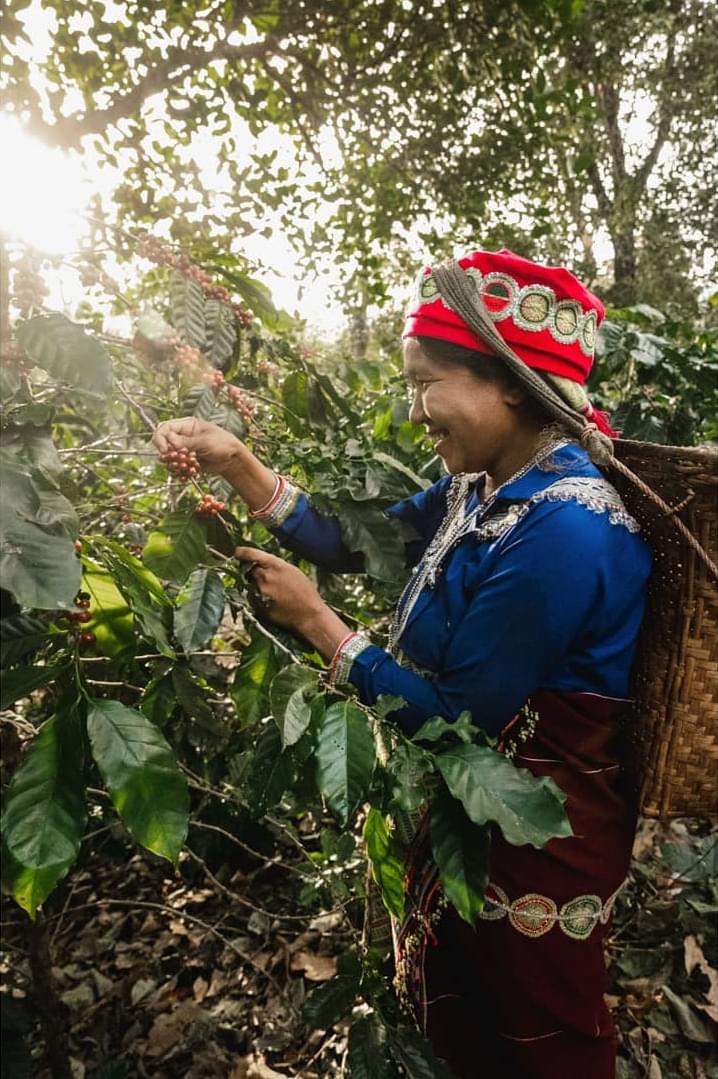 farmers on coffee field