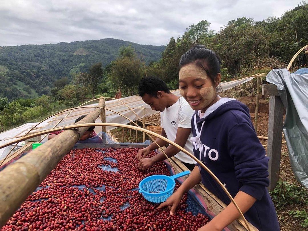farmers sort coffee